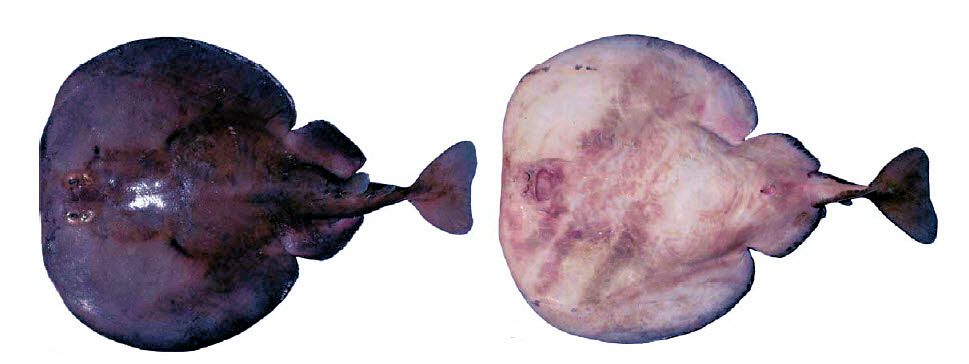 Torpedo nobiliana_042.jpg